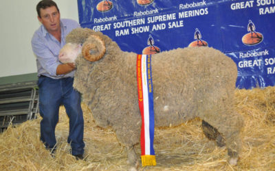 Canberra 2014 – Grand Champion Fine Wool Ram
