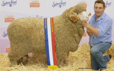 Sydney 2014 – Grand Champion Fine Wool Ram