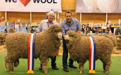 Sydney Royal 2014 – Grand Champion Poll Merino Ram and Ewe