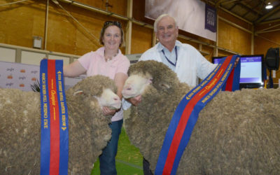 Sydney Royal 2014 – March Shorn Champion Ewe and Ram