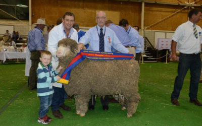 Sydney Royal 2014 – Champion March Shorn Poll Merino Ram