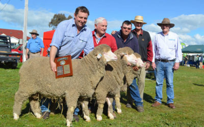 Harden 2016 – winning pen of 3 rams