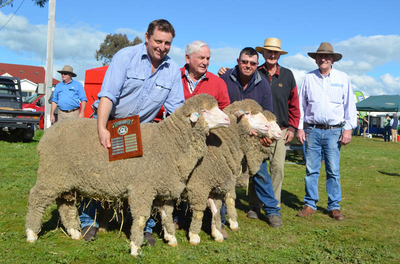 Harden 2016 – winning pen of 3 rams