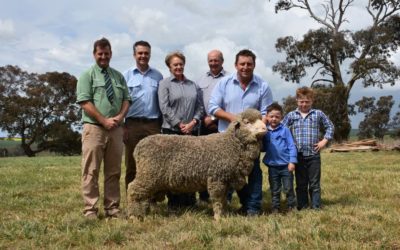 Grassy Creek Merinos’ $8000 sale top 2017