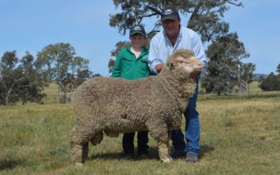 2019 Ram Sale – Grassy Creek Merinos top at $6000 three times, av $2383