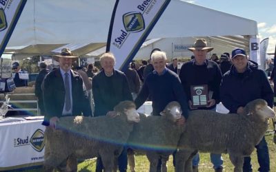 SWS Stud Merino Breeders Field Day