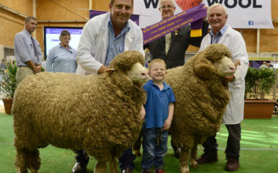 Sydney Royal 2014 March-Shorn Merino pair winner
